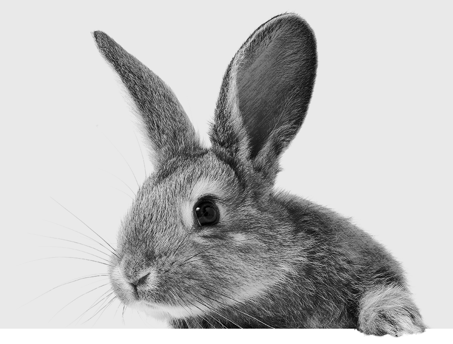 zoologist rabbit
